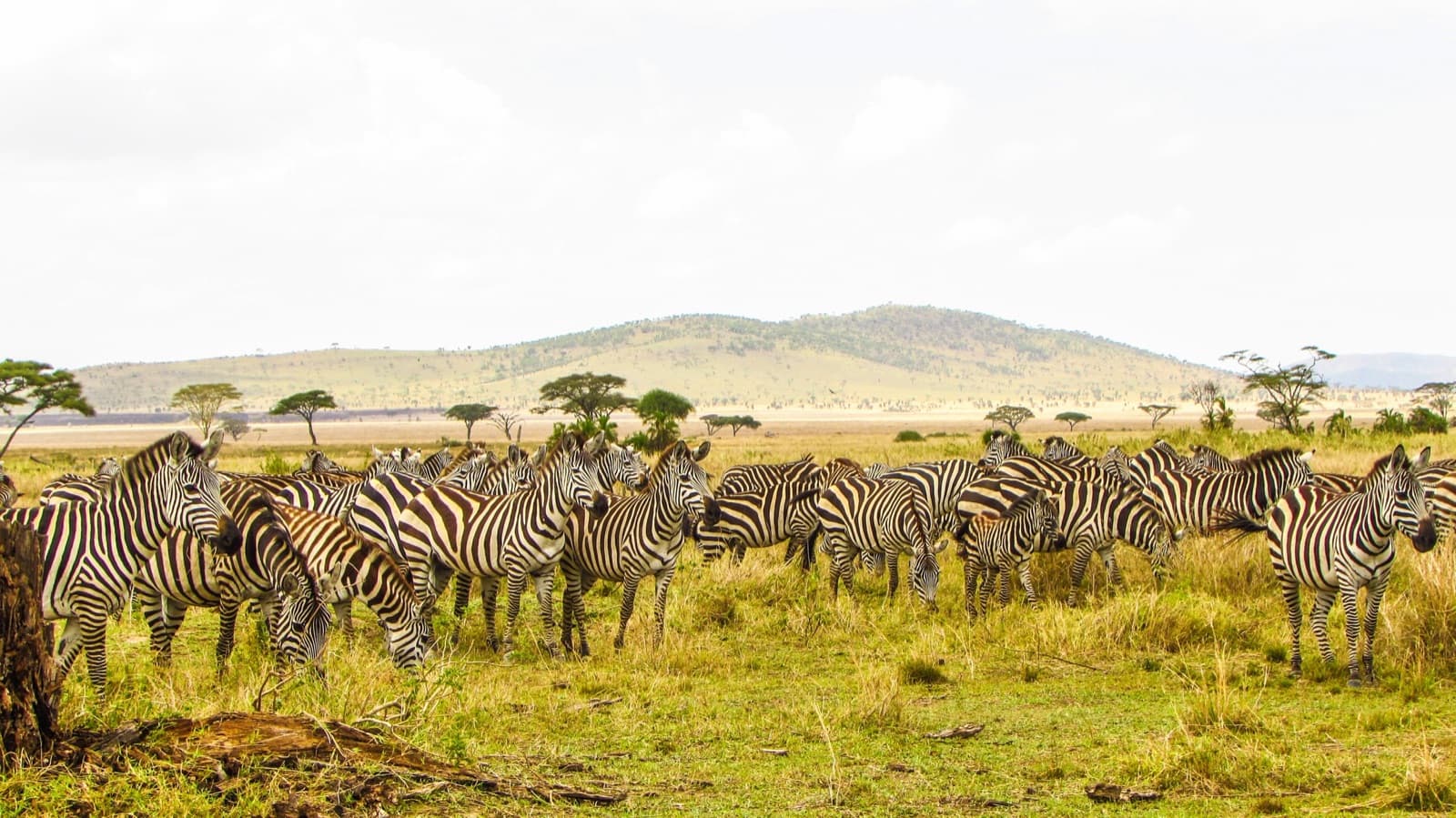East Africa